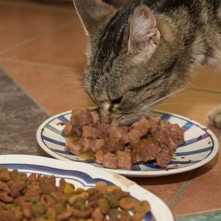 Why Do Cats Never Finish Their Food – 5 Reasons! – Faqcats.com