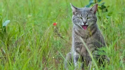 Why Do Cats Pant &ndash; Huffing & Other Noises Explained!