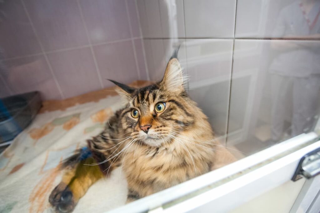 Why Do Cats Pee In The Shower 5 Weird Reasons