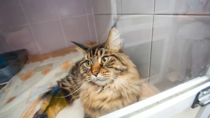 Why Do Cats Pee In The Shower &ndash; 5 Weird Reasons