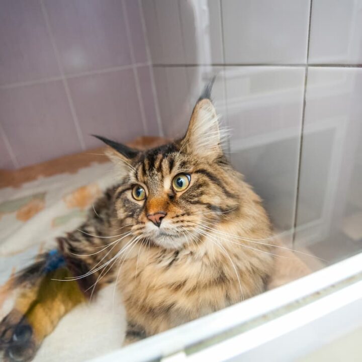 Why Do Cats Pee In The Shower 5 Weird Reasons