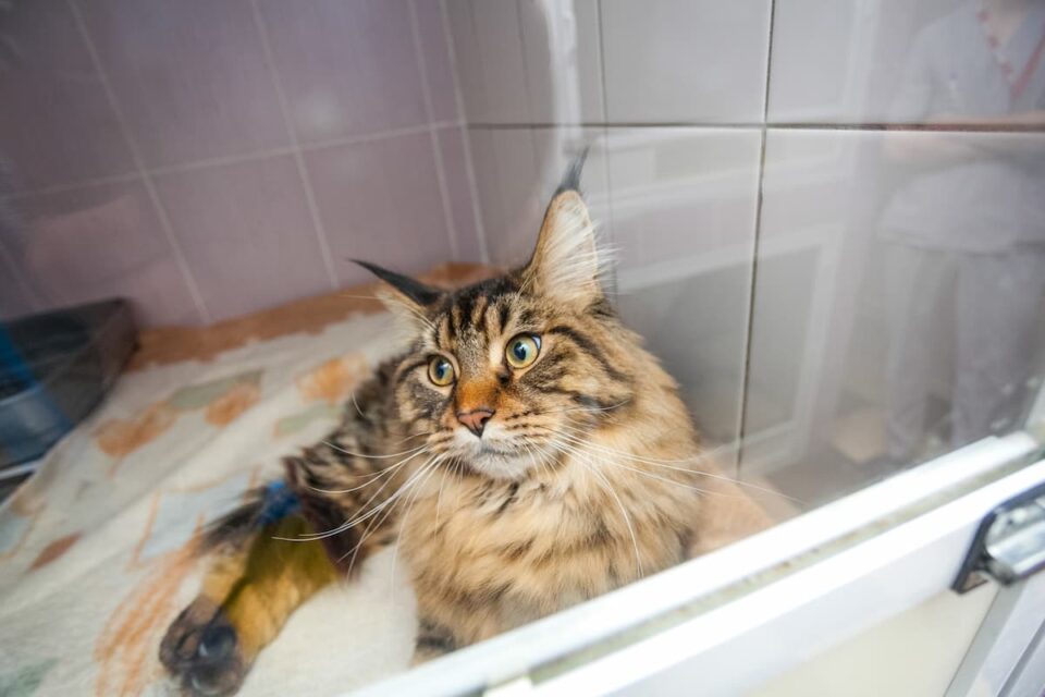 Why Do Cats Pee In The Shower 5 Weird Reasons