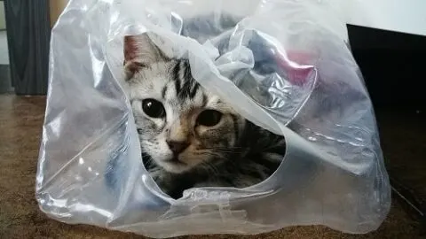Why Do Cats Pee On Plastic &ndash; Reason For Concern