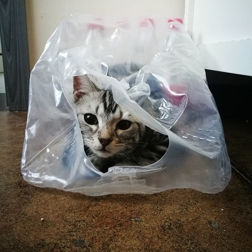 plastic springs for cats