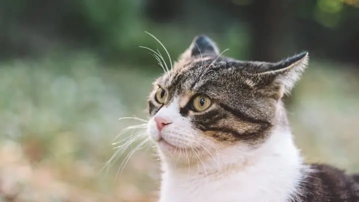 Why Do Cats Pee When Scared &ndash; 5 Important Reasons!