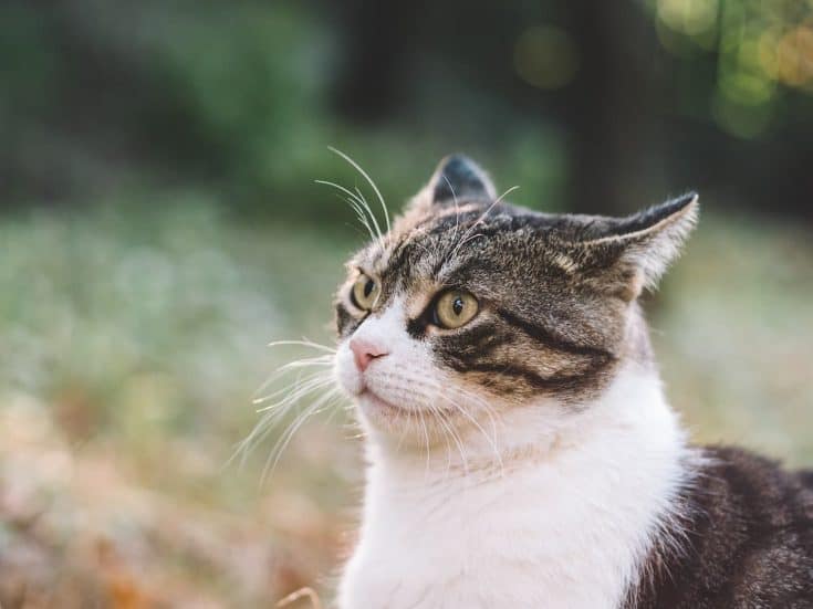 Why Do Cats Pee When Scared 5 Important Reasons!