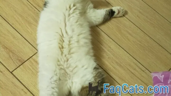 Why Do Cats Play Dead – The Real Reason