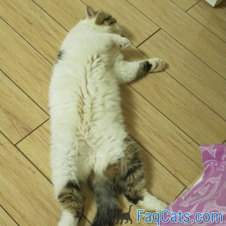 Why Do Cats Play Dead The Real Reason