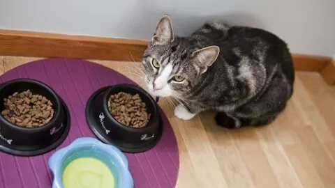 Why Do Cats Play With Their Food &ndash; How To Stop It!