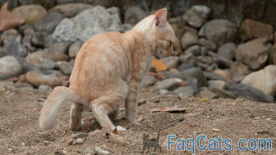 Why Do Cats Poop On The Floor 5 Causes & Solutions