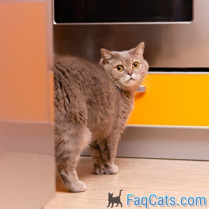 Why Do Cats Put Their Butt In Your Face 5 Reasons