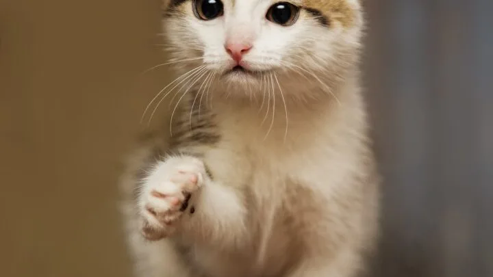 Why Do Cats Raise One Paw &ndash; Injury Or Communication
