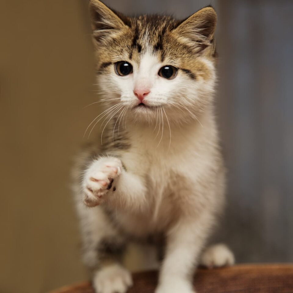 Why Do Cats Raise One Paw Injury Or Communication