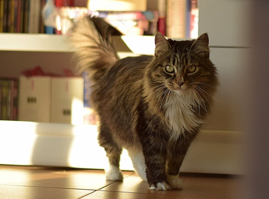 Why Do Cats Raise Their Tails Meaning & Things To Consider