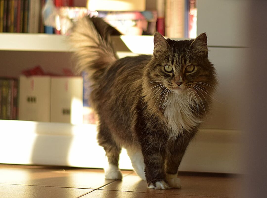 Why Do Cats Raise Their Tails Meaning & Things To Consider