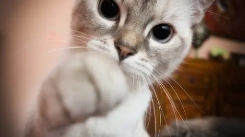 Why Do Cats Reach Out To Touch You &ndash; What It Means