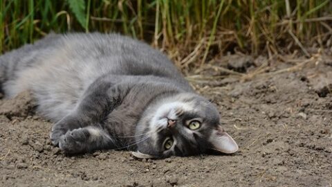 Why Do Cats Roll In Dirt – Is It Normal Behavior?