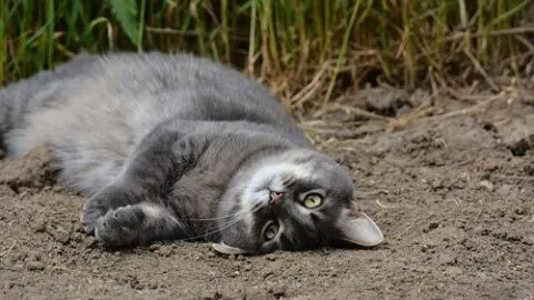 Why Do Cats Roll In Dirt &ndash; Is It Normal Behavior?