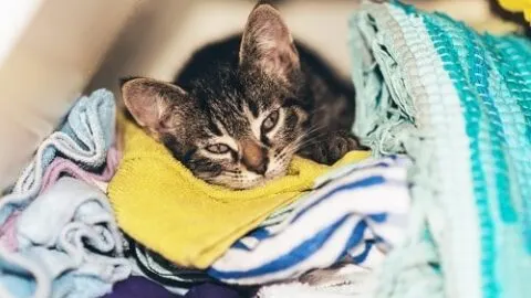 Why Do Cats Rub On Dirty Clothes – What It Means!