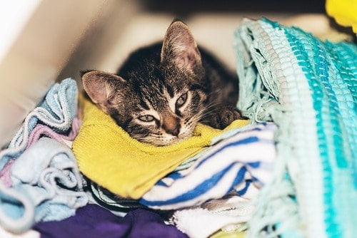 Why Do Cats Rub On Dirty Clothes What It Means Faqcats Com