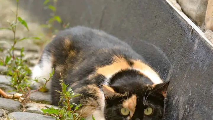 Why Do Cats Run Away &ndash; 12 Reasons!