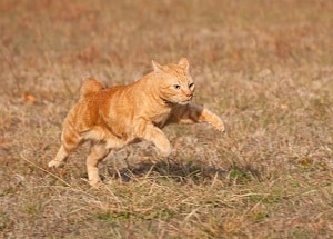 Why Do Cats Run Sideways – Body Language & Meaning