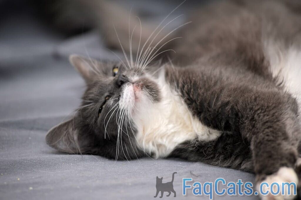 Why Do Cats Sleep With Their Heads Hanging Down