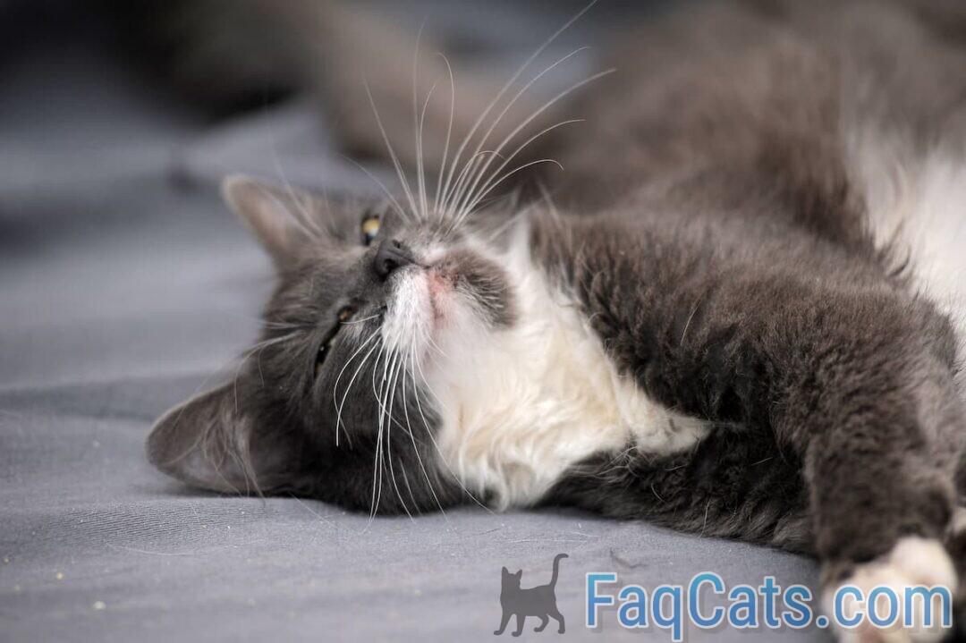 Why Do Cats Sleep With Their Heads Hanging Down