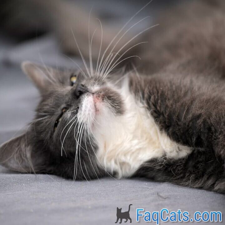 Why Do Cats Sleep With Their Heads Hanging Down