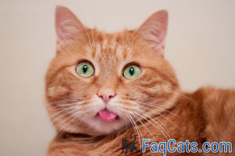 Why Do Cats Smack Their Lips 7 Common Reasons