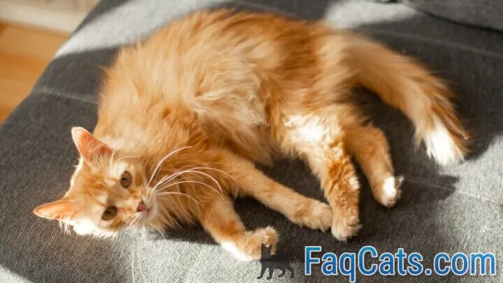 Why Do Cats Stretch In Front Of You &ndash; 10 Reasons