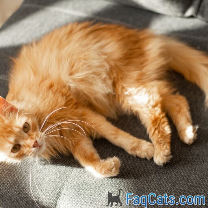 Why Do Cats Stretch In Front Of You 10 Reasons