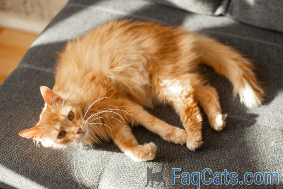 Why Do Cats Stretch In Front Of You 10 Reasons