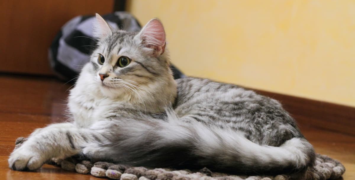 Why Do Cats Wag Their Tails While Purring – 10 Reasons – FAQcats.com