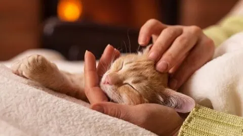 Why Do Cats Walk On You While You Sleep – The Meaning