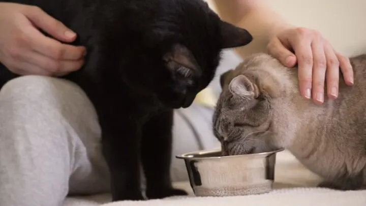 Why Do Cats Want You To Watch Them Eat