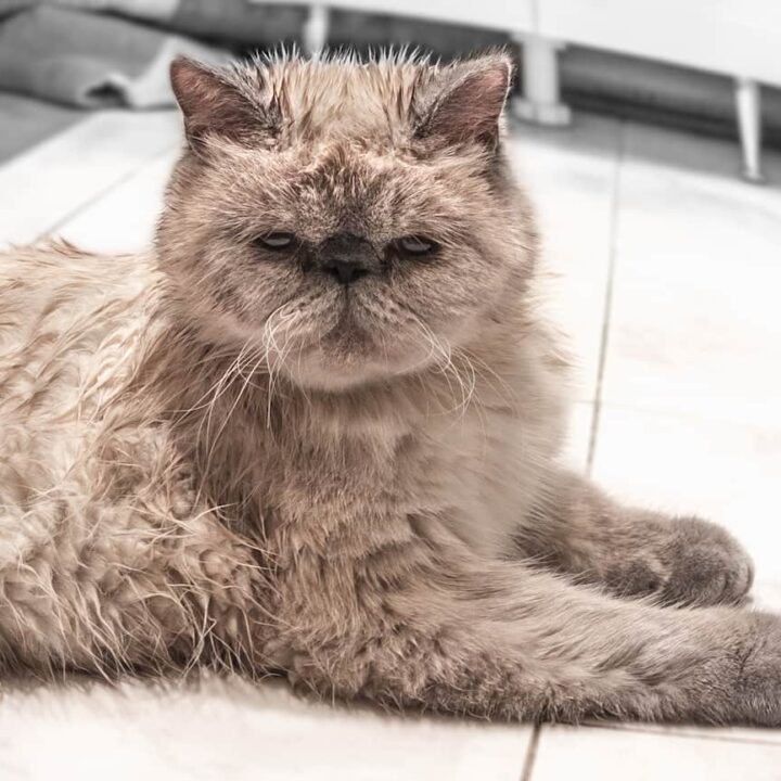 Why Do Cats Watch You Pee Odd Behavior Explained!