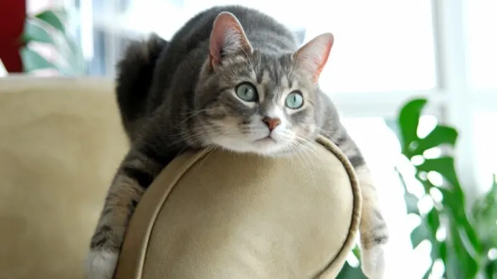 Why Do Cats Zone Out &ndash; 5 Unique Reasons