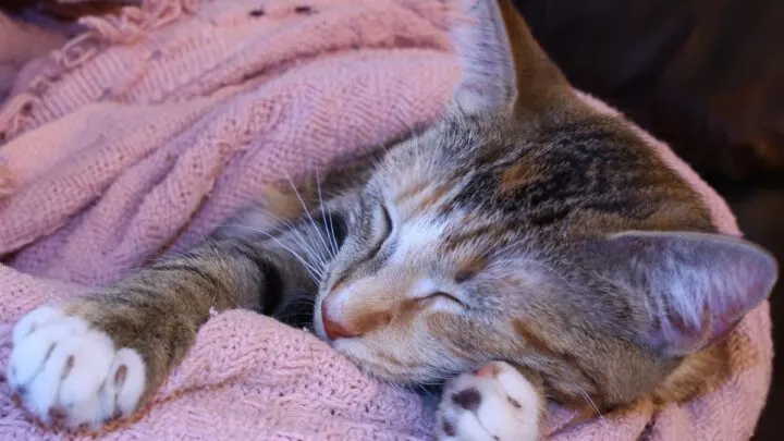 Why Do Kittens Sleep A Lot&nbsp; &ndash; 10 Reasons!