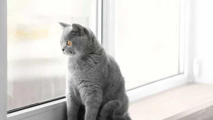 Why Do Landlords Not Allow Cats &ndash; Everything You Should Know!