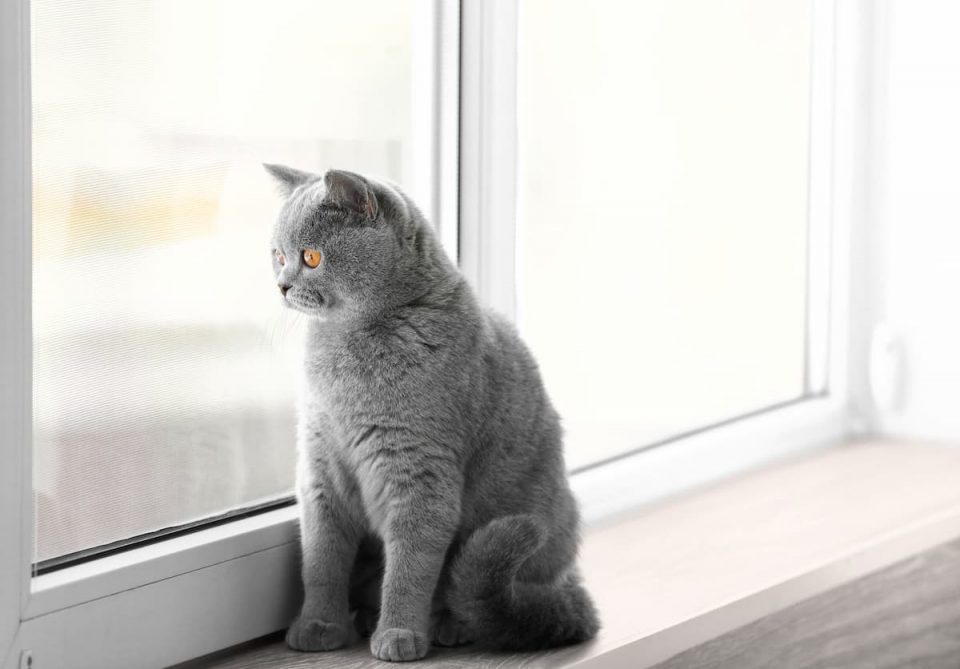 why-do-landlords-not-allow-cats-everything-you-should-know-faqcats