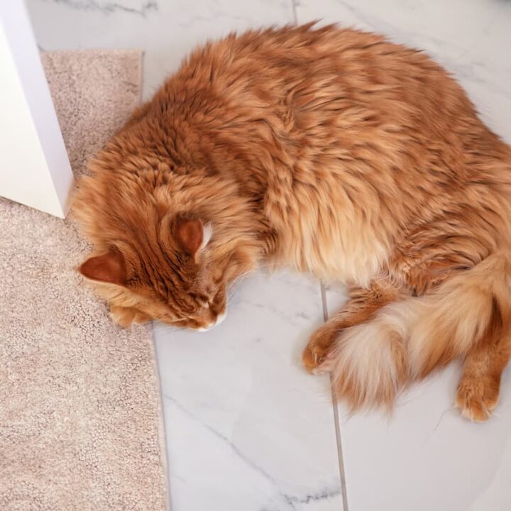 Why Do Maine Coons Lay On Their Back Is It Normal