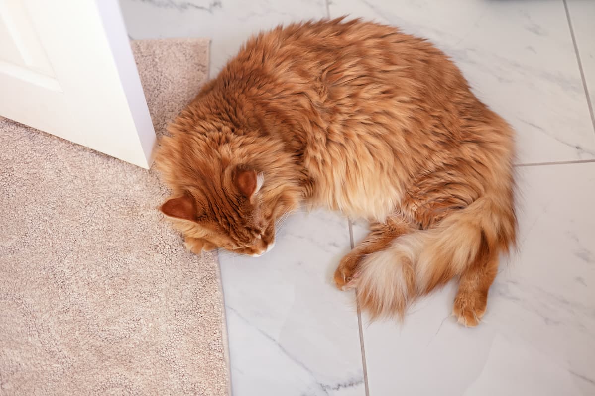 Why Do Maine Coons Lay On Their Back Is It Normal