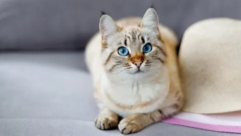Why Do My Cat&rsquo;s Eyes Change Color &ndash; Things To Consider!