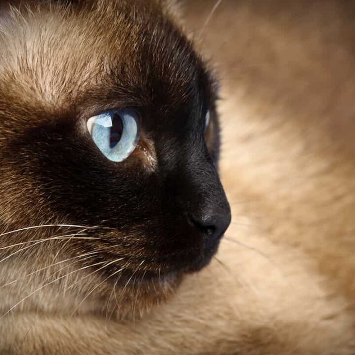 Why Do Siamese Cats Have Round Pupils