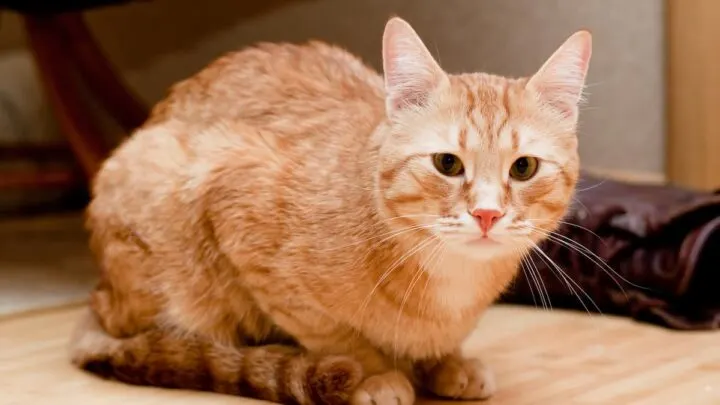 Why Do Some Cats Purr Quietly &ndash; 6 Reasons!