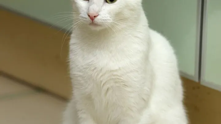 Why Do White Cat&rsquo;s Fur Turn Yellow &ndash; What You Should Know!