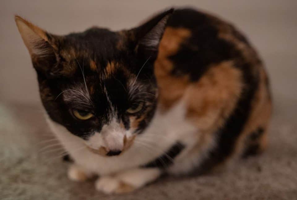 Why Does A Cat Loaf 6 Reasons & Factors