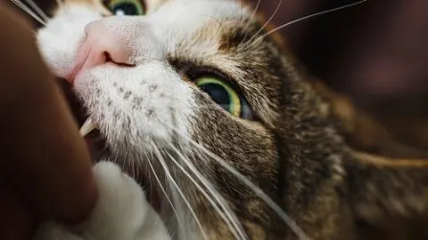 Why Does My Cat Bite My Head – Affection Or Aggression?