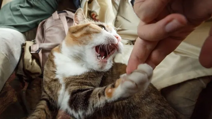 Why Does My Cat Bite My Nose &ndash; 15 Reasons!
